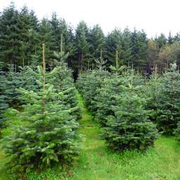 Nordmannsgran 800-900 cm